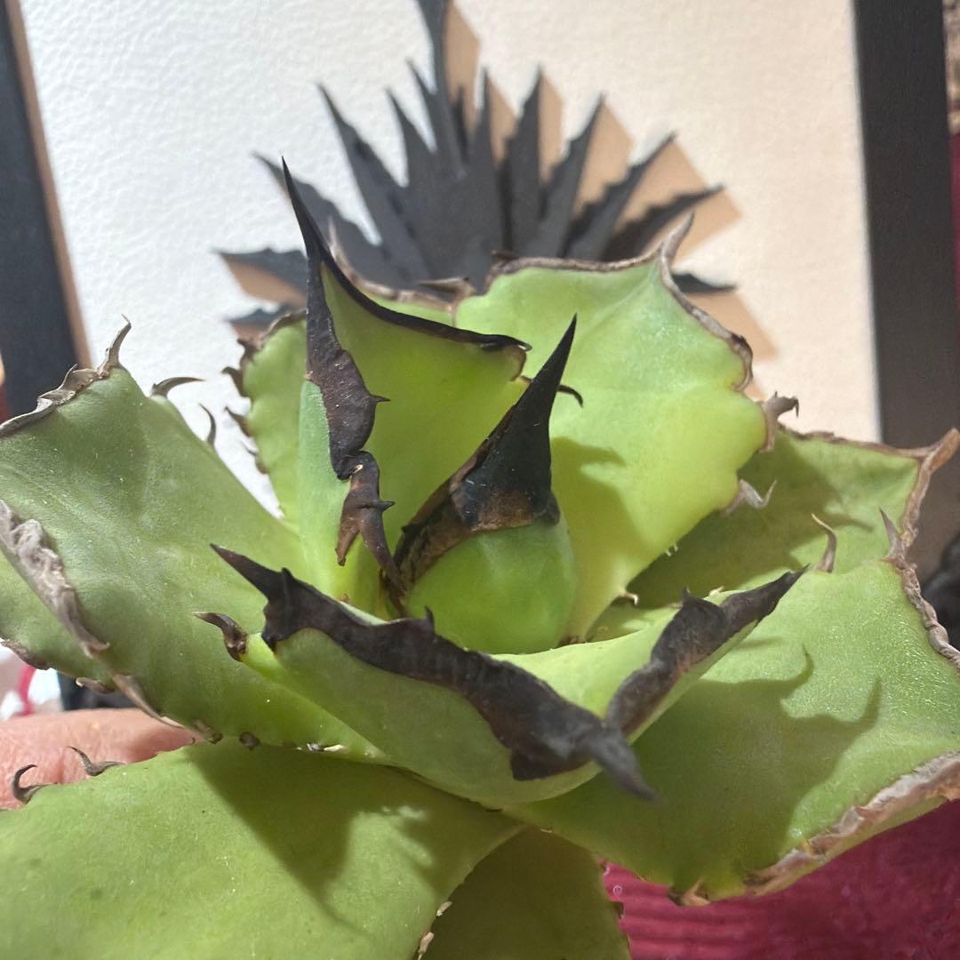 アガベ 040キングアーサー