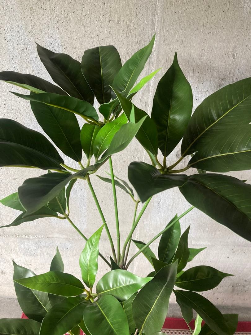 光触媒　人工観葉植物　ウォールグリーン　フェイクグリーン　ツピタンサス11