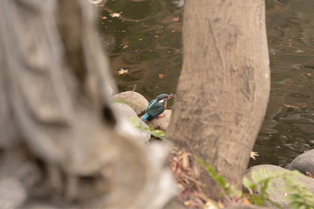 SIGMA 24-70mm F2.8 DG DN ARTレンズ