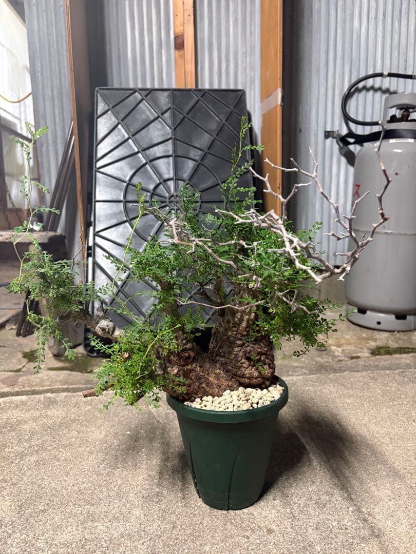 g*r様 良型 (パキプス） 中型株／発根済／塊根迫力◎／枝ぶり良好