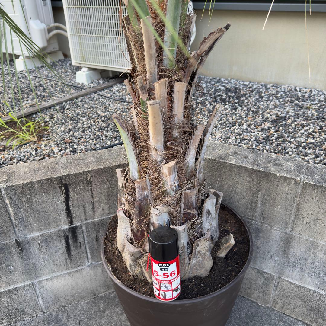 愛知県豊田市引き渡しのみ ココスヤシ 鉢底高さ230cm 幹回り110cm