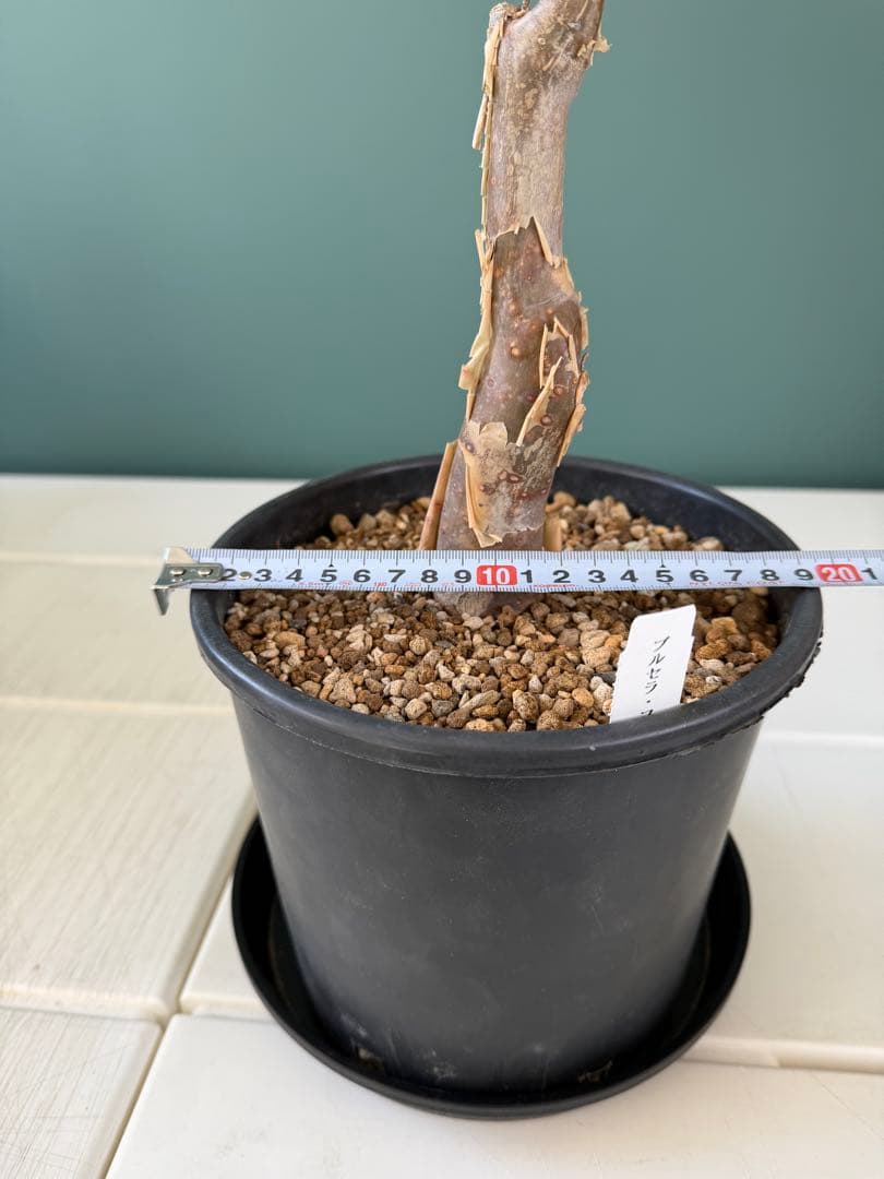 【タイムセール】ブルセラ・ファガロイデス / 灌木 多肉 希少 レア