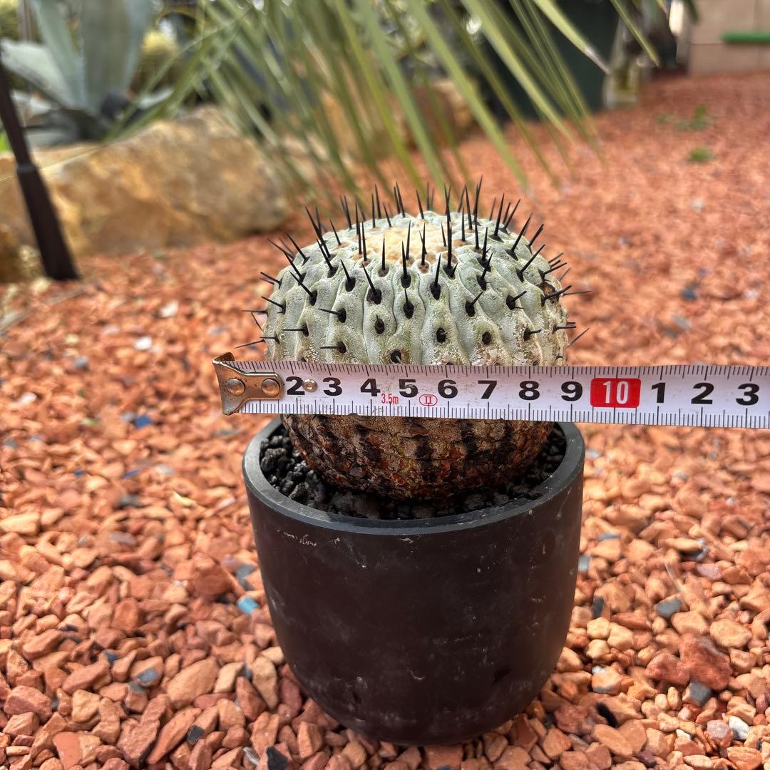 週末セール　コピアポア　シネレア　国王丸