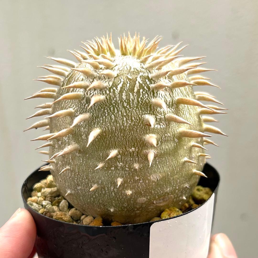 【美株まん丸】エブレネウム パキポディウム 実生発根済み 塊根植物