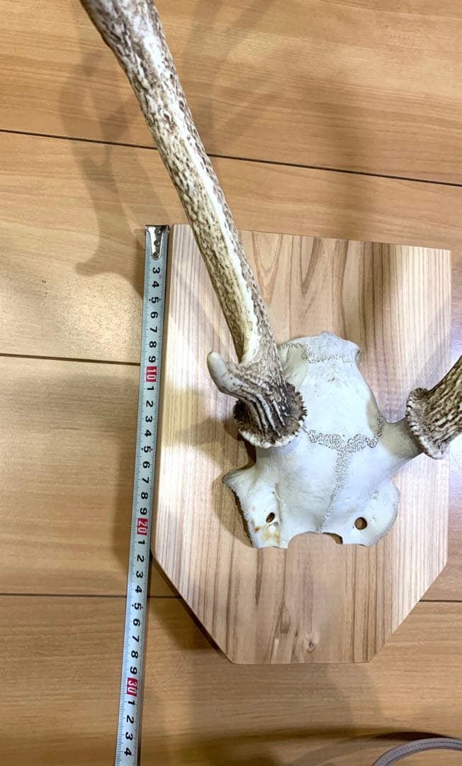 ハンティングトロフィー　丹羽篠山産　鹿の角　大幅値下げ！日本鹿　スカル　即日発送