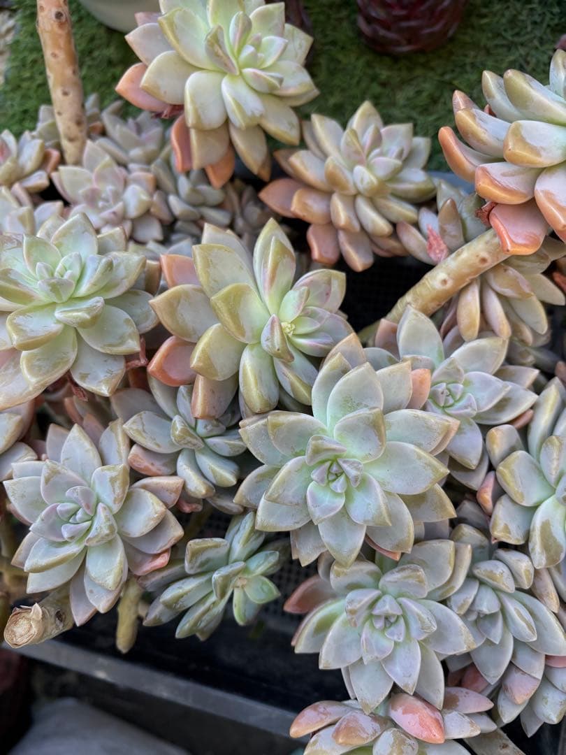 多肉植物　淡雪3株