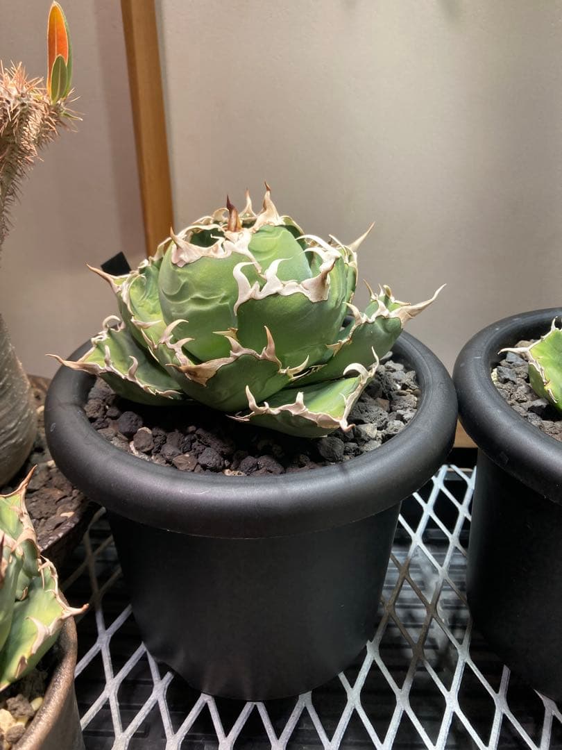 アガベ チタノタ　白鯨