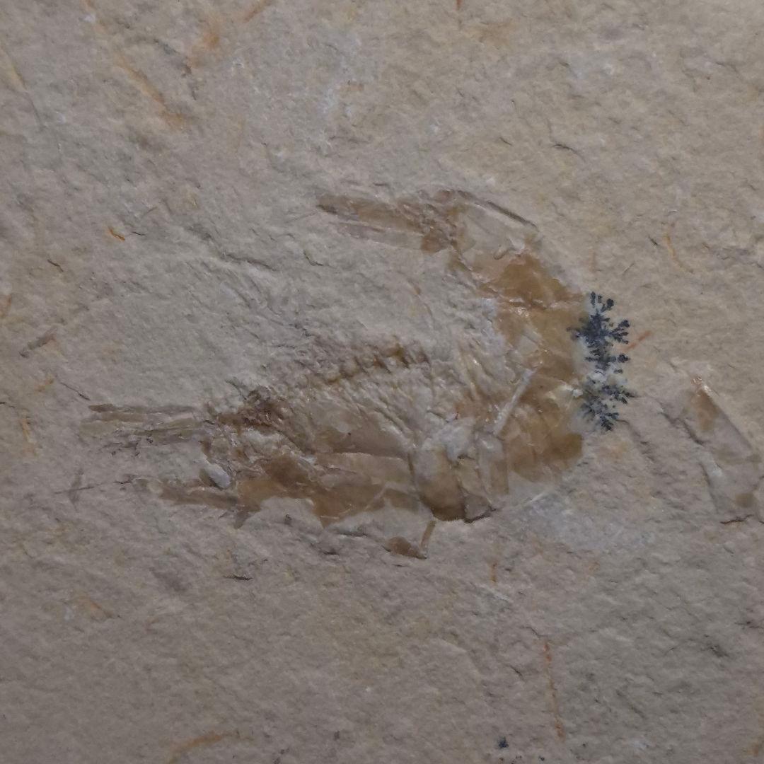 美品 エビ 化石 本物 レバノン産 50.22mm sr3