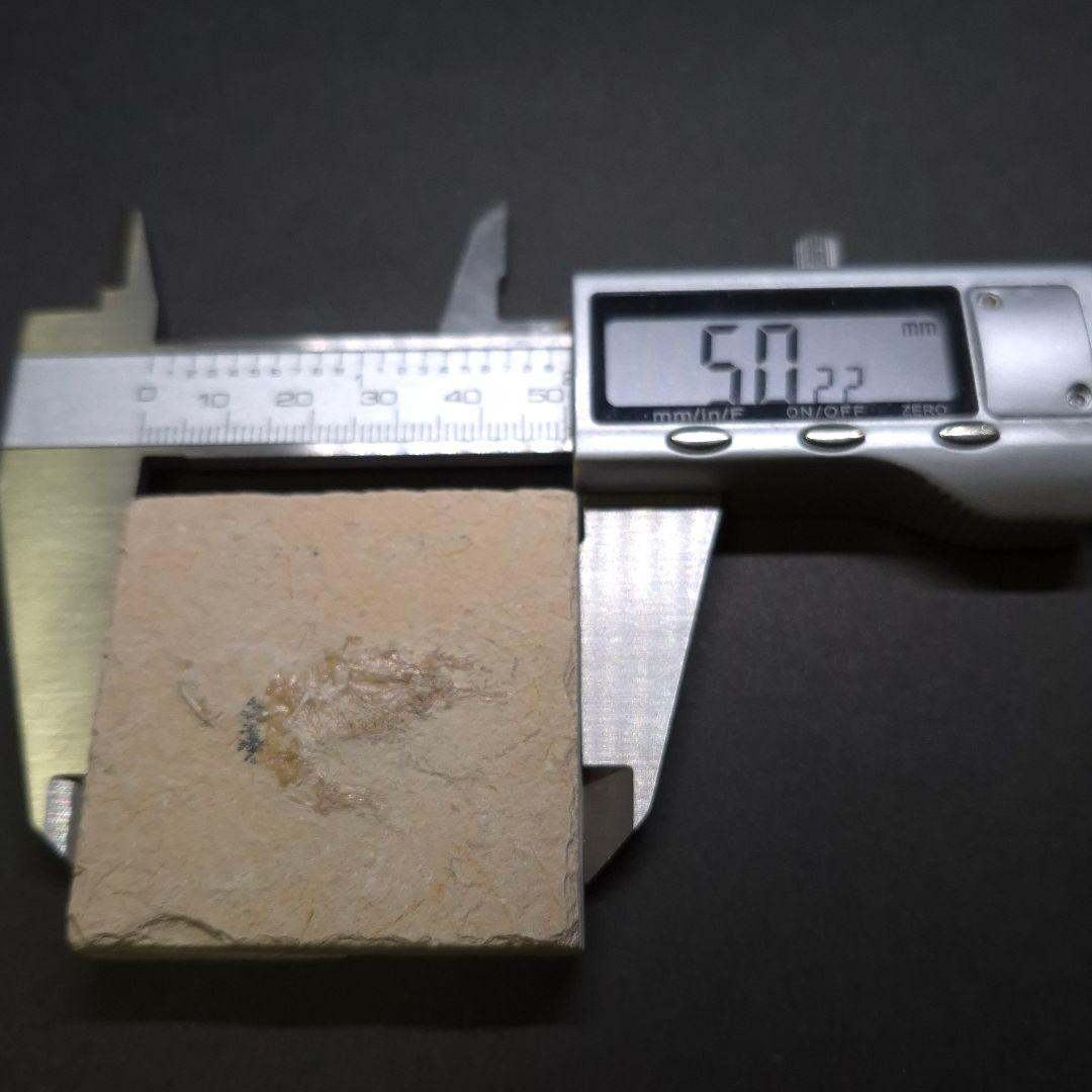 美品 エビ 化石 本物 レバノン産 50.22mm sr3