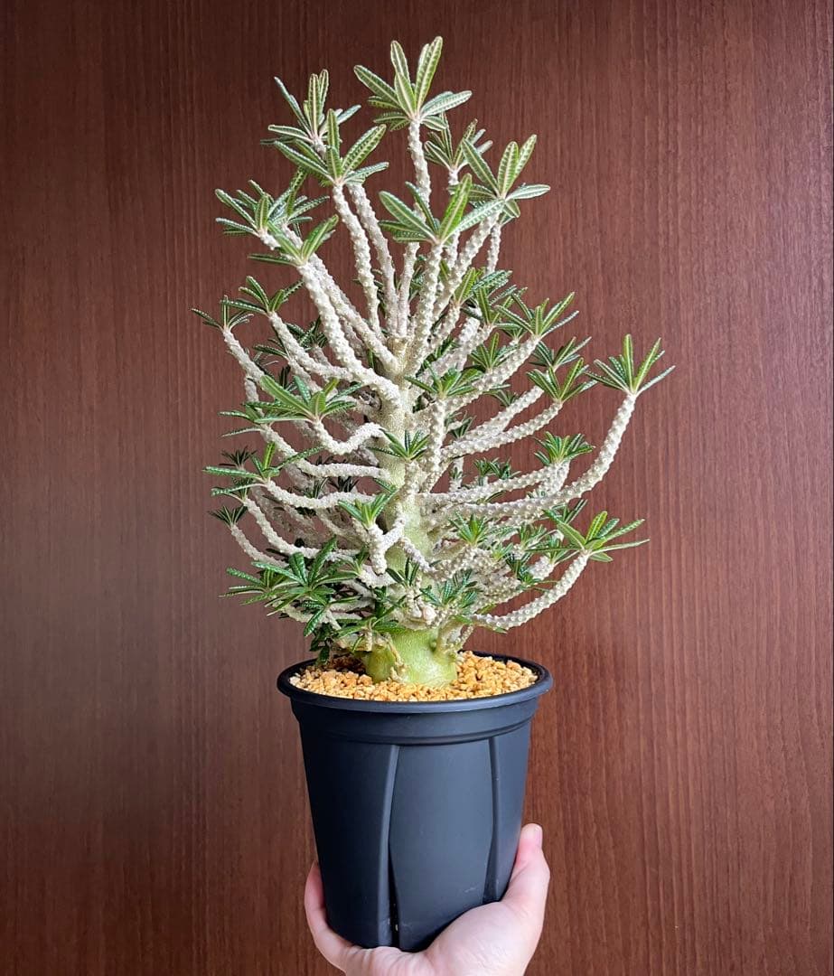 【激レア/塊根植物】ドルステニア ギガス ブラータ 鉢植え