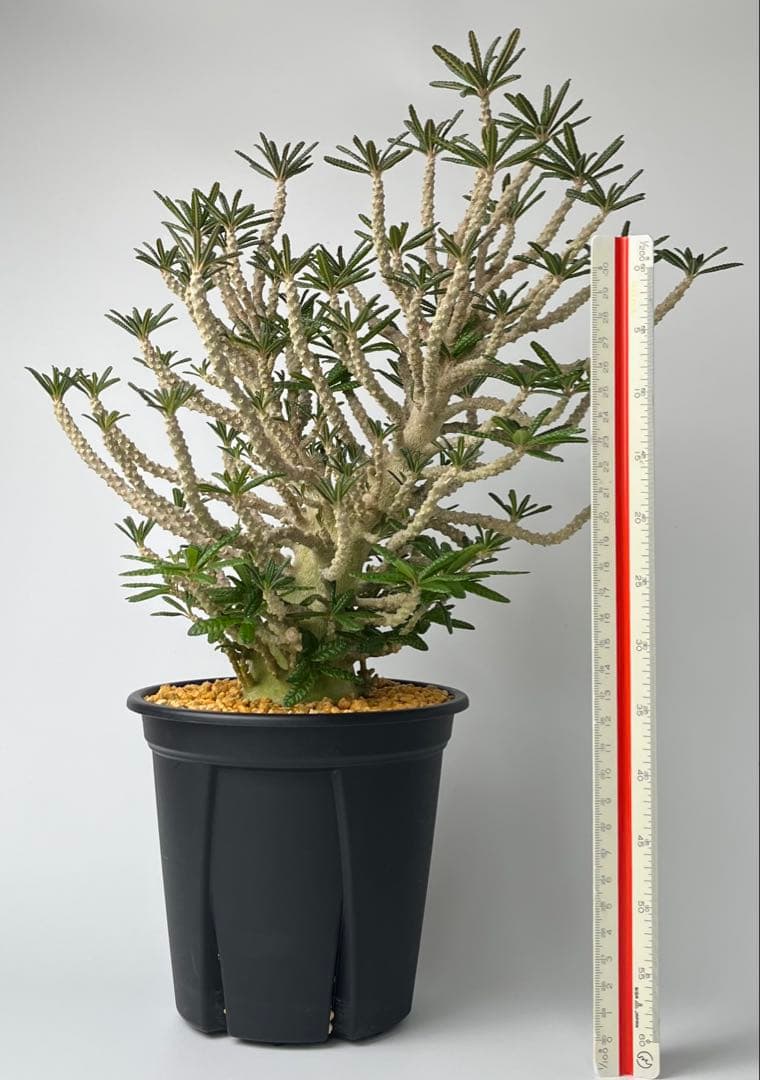 【激レア/塊根植物】ドルステニア ギガス ブラータ 鉢植え