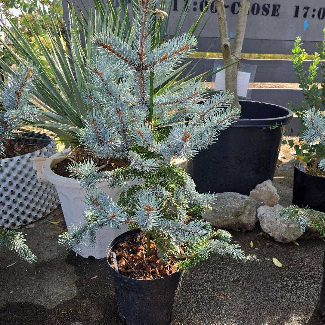 ②　プンゲンス　トウヒ　ホプシー７号　最高等級極上品‼️