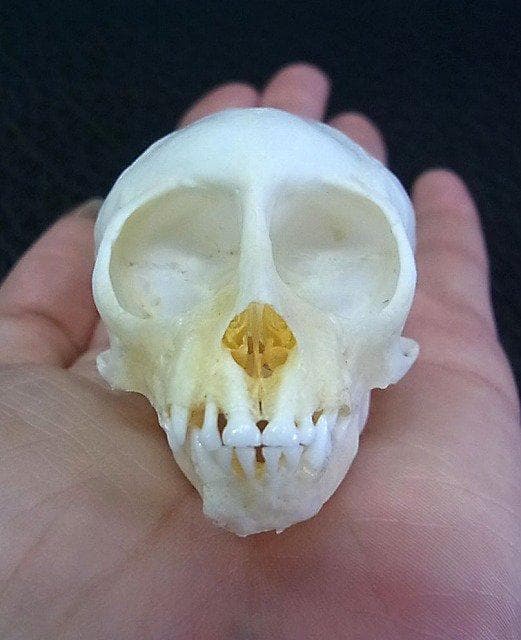 アフリカ便！高品質　ボリビアリスザル 頭骨