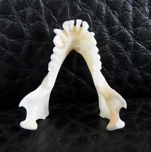 アフリカ便！高品質　ボリビアリスザル 頭骨