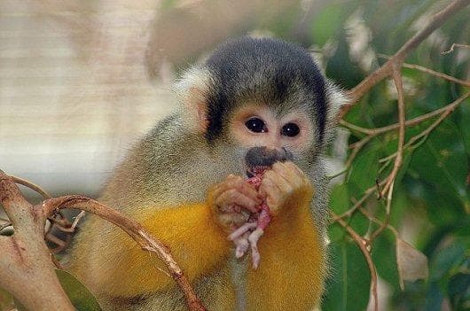 アフリカ便！高品質　ボリビアリスザル 頭骨