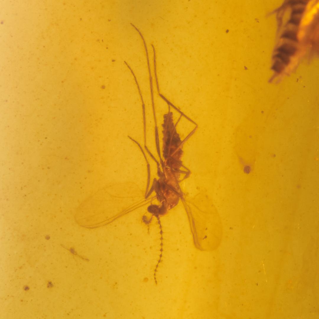 レア極上品 PA0074虫入り琥珀化石　ミャンマーカムティかタナイ9900万年前