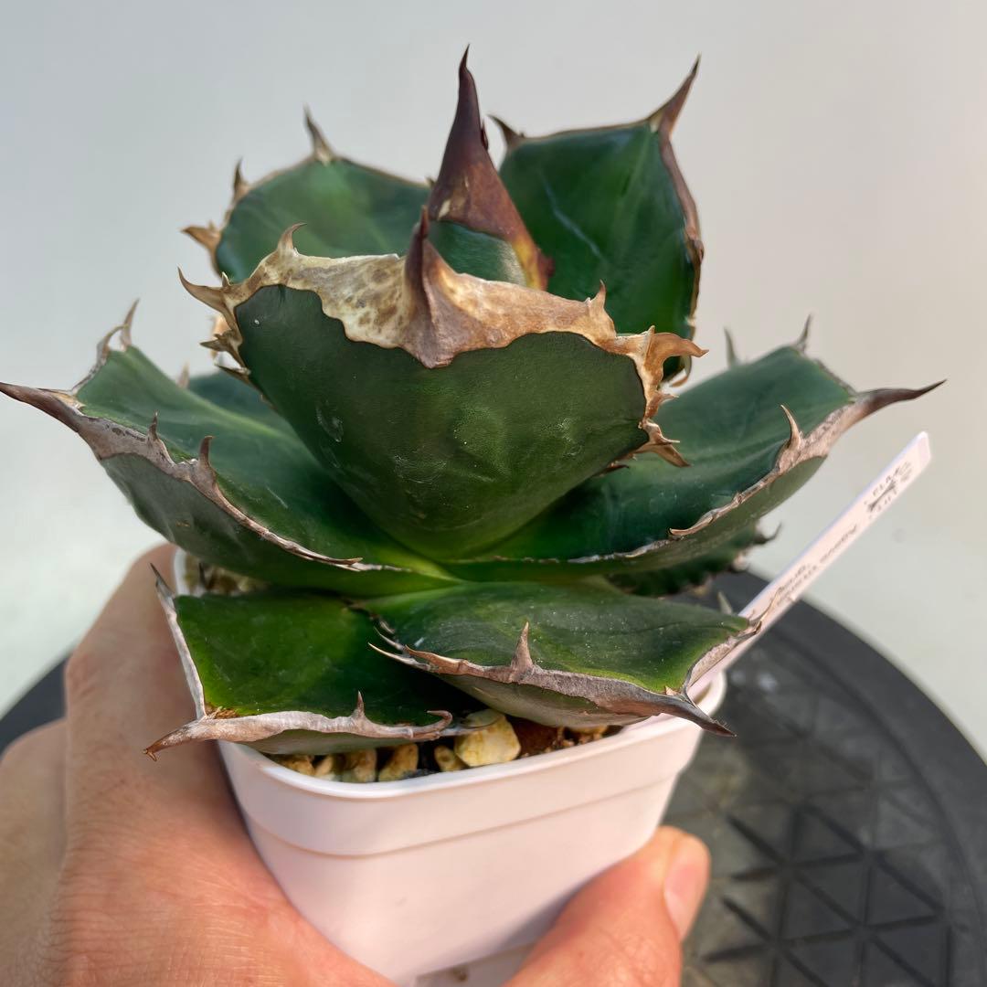 アガベ　チタノタ　‘Fo76 green’ ツヤ緑葉　/ 巌竜 　珍品