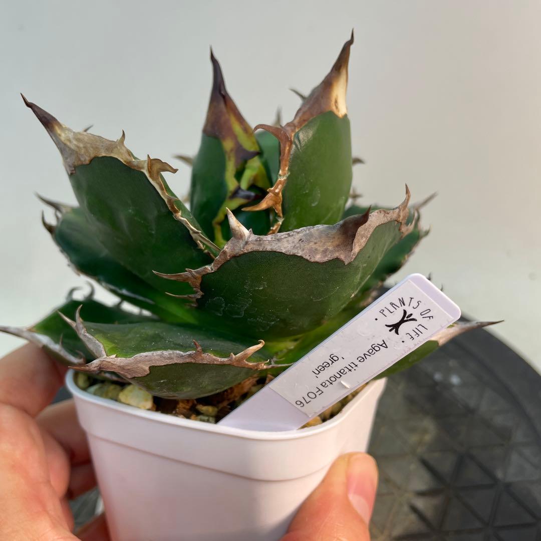 アガベ　チタノタ　‘Fo76 green’ ツヤ緑葉　/ 巌竜 　珍品