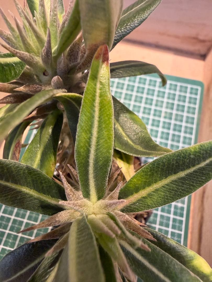 パキポディウム グラキリス　3頭プラス1 有望実生 株