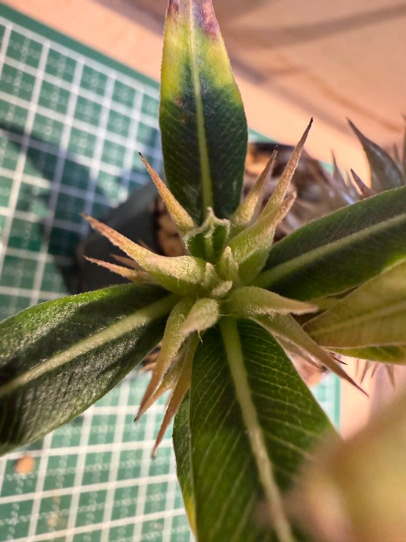 パキポディウム グラキリス　3頭プラス1 有望実生 株