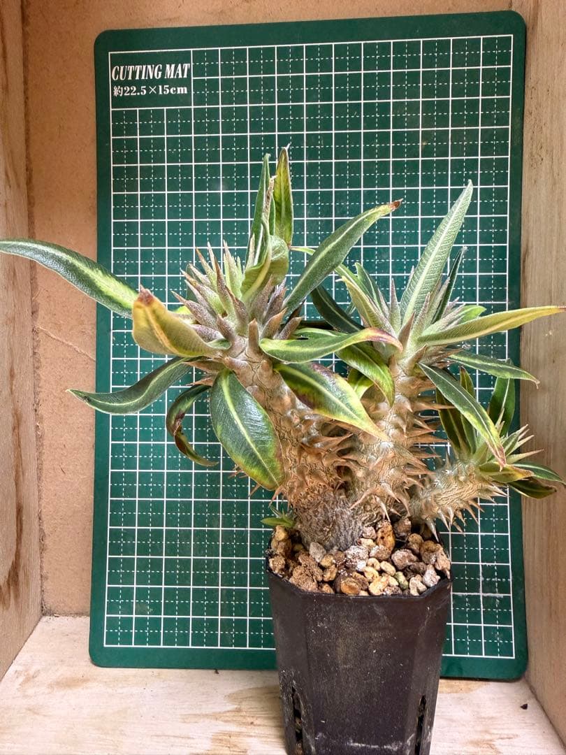 パキポディウム グラキリス　3頭プラス1 有望実生 株