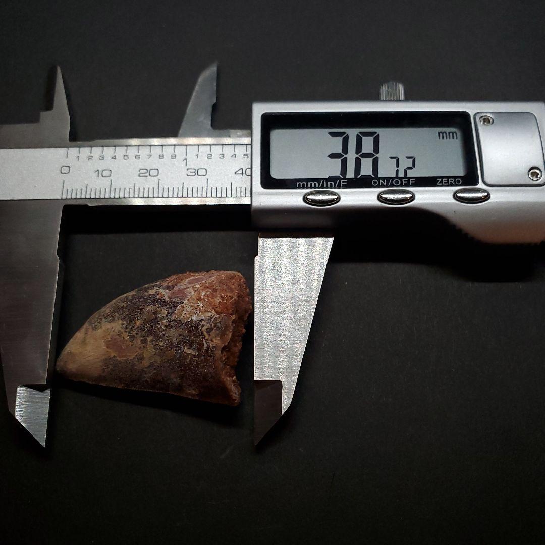 カルカロドントサウルス 歯 化石 本物 モロッコ産 38.72mm  fca11