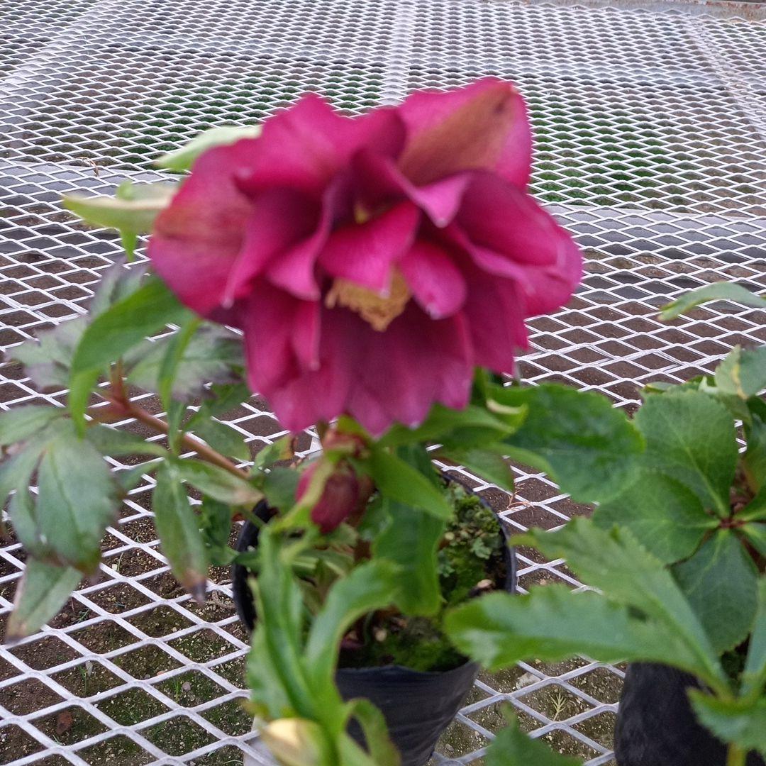 お花畑のよう♪クリスマスローズ5個セット、苗、開花株