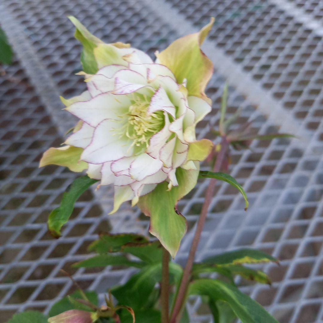 お花畑のよう♪クリスマスローズ5個セット、苗、開花株