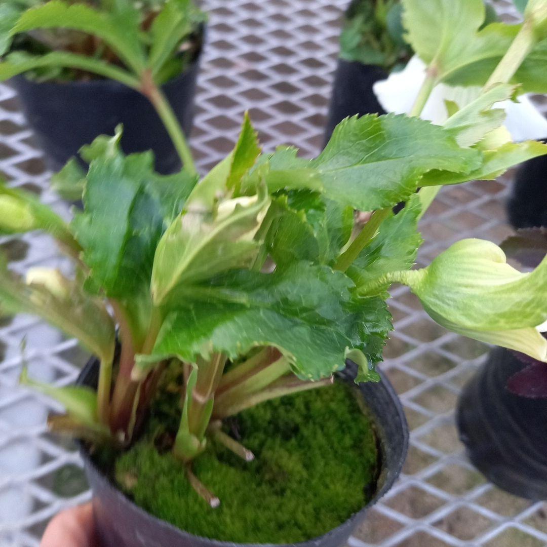 お花畑のよう♪クリスマスローズ5個セット、苗、開花株