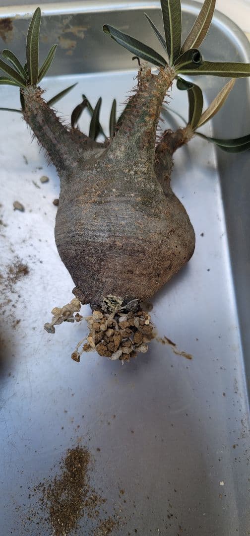 良型 手乗りサイズ パキポディウムグラキリス 発根済み 現地球 マダガスカル