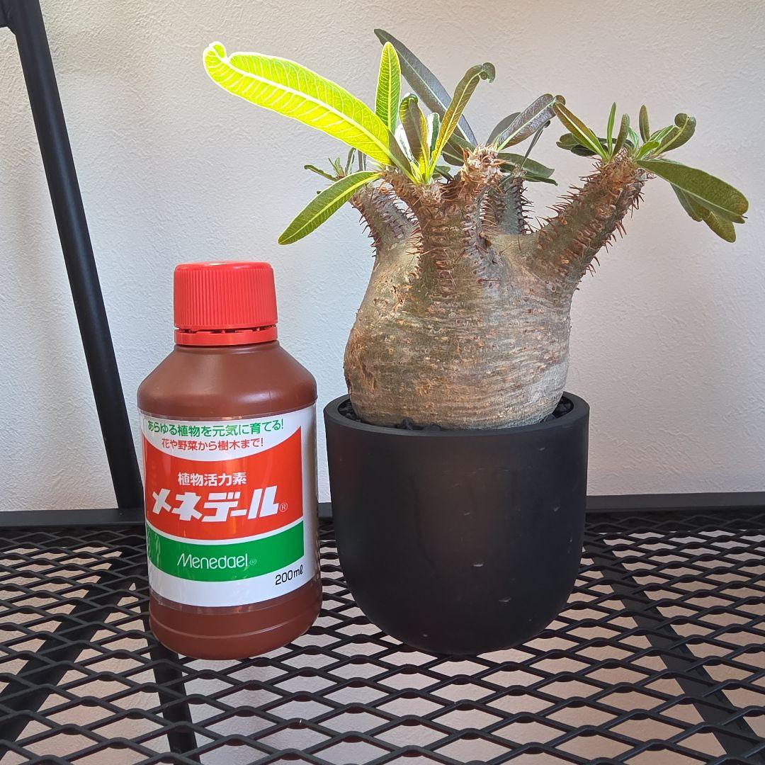 良型 手乗りサイズ パキポディウムグラキリス 発根済み 現地球 マダガスカル