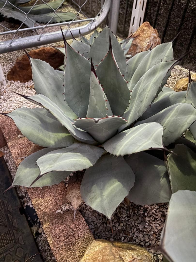 アガベ　超特大株　パリー吉祥天