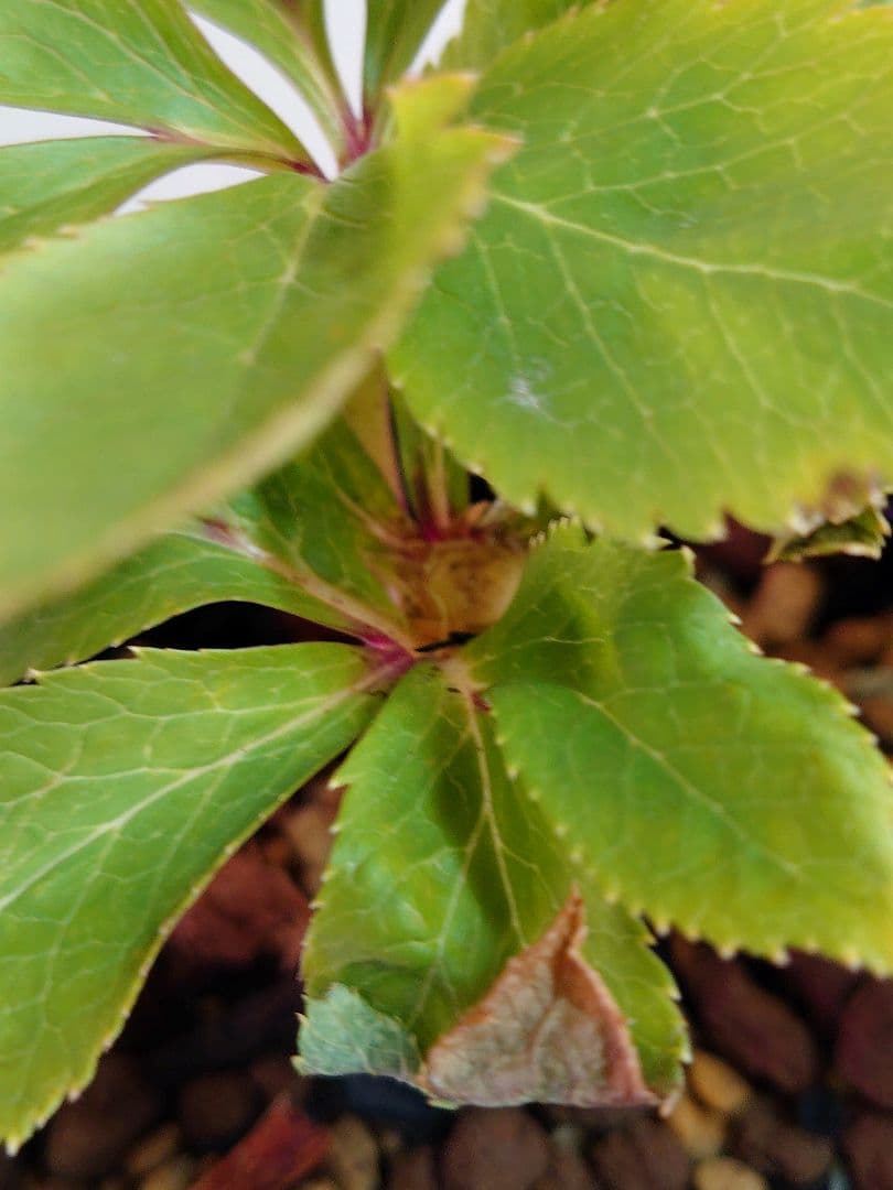 クリスマスローズ蕾株分け