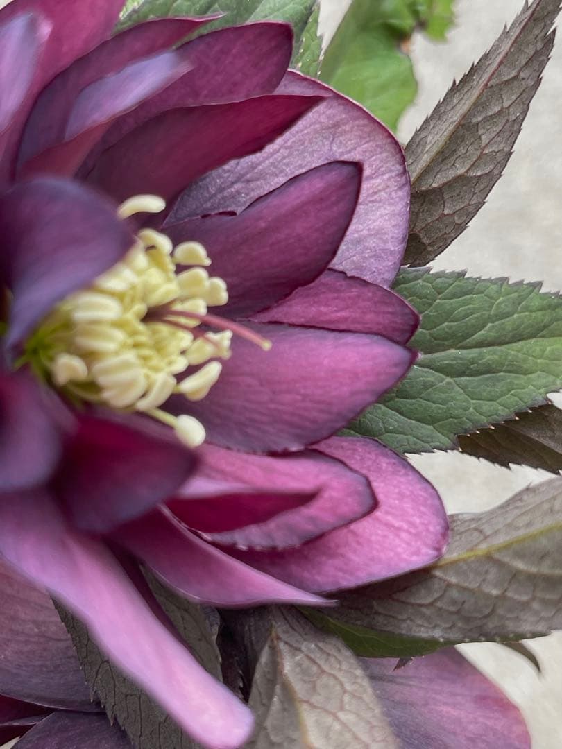 クリスマスローズ苗　⭐️16 ダブル咲き ツヤ感ddラスターグロスレッドブラック縁