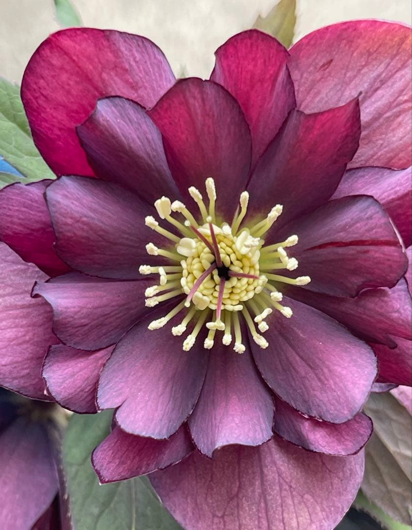 クリスマスローズ苗　⭐️16 ダブル咲き ツヤ感ddラスターグロスレッドブラック縁