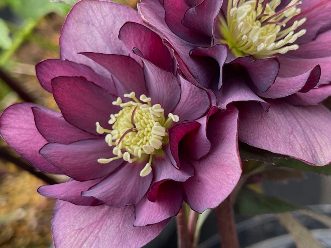 クリスマスローズ苗　⭐️16 ダブル咲き ツヤ感ddラスターグロスレッドブラック縁