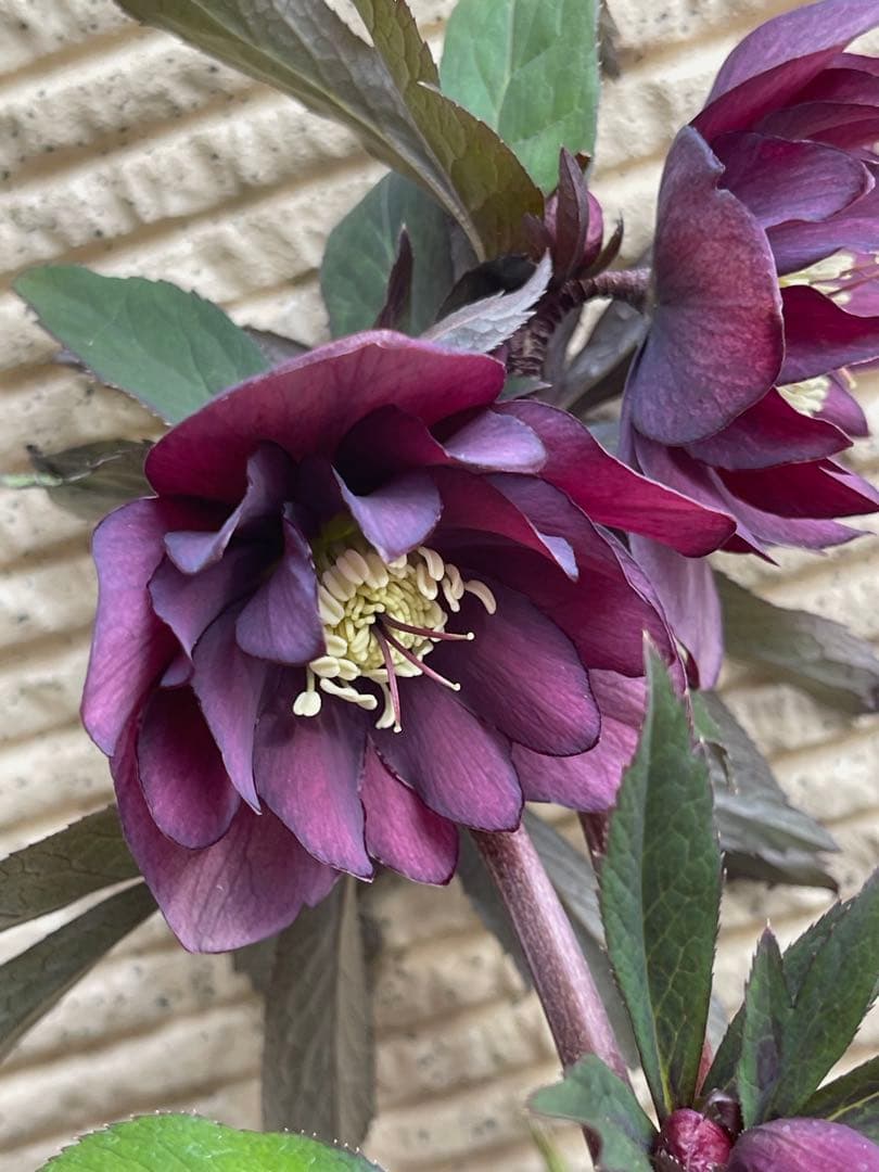 クリスマスローズ苗　⭐️16 ダブル咲き ツヤ感ddラスターグロスレッドブラック縁