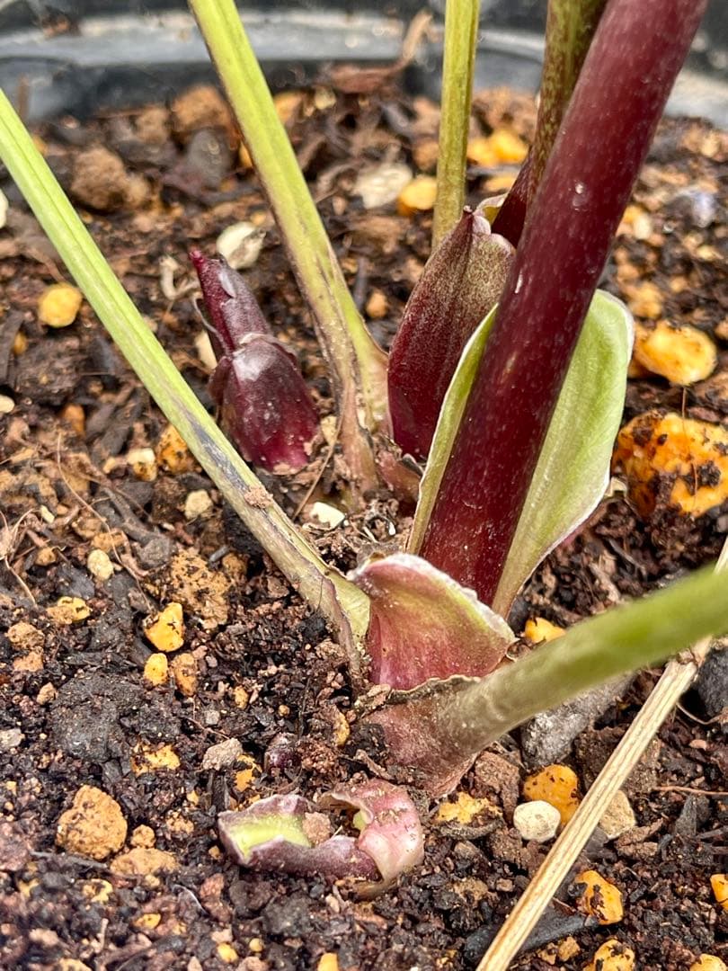 クリスマスローズ苗　⭐️16 ダブル咲き ツヤ感ddラスターグロスレッドブラック縁