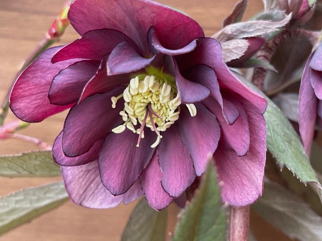 クリスマスローズ苗　⭐️16 ダブル咲き ツヤ感ddラスターグロスレッドブラック縁