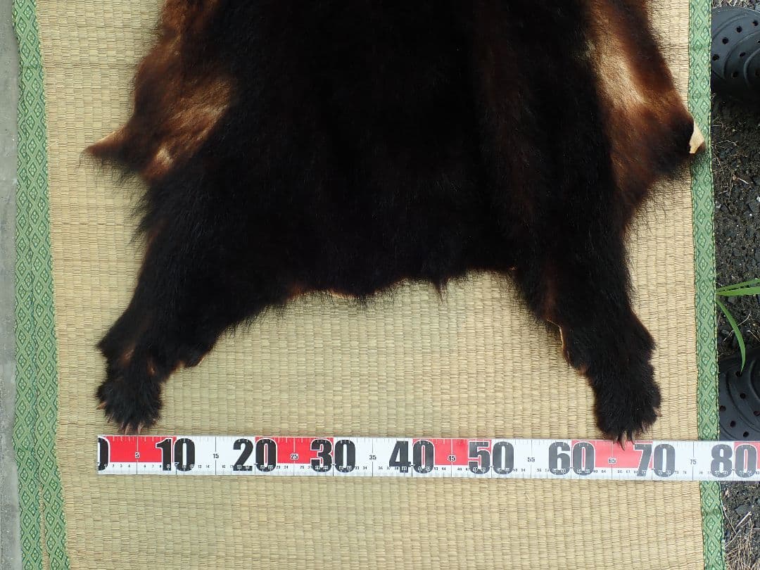 ツキノワグマ　毛皮