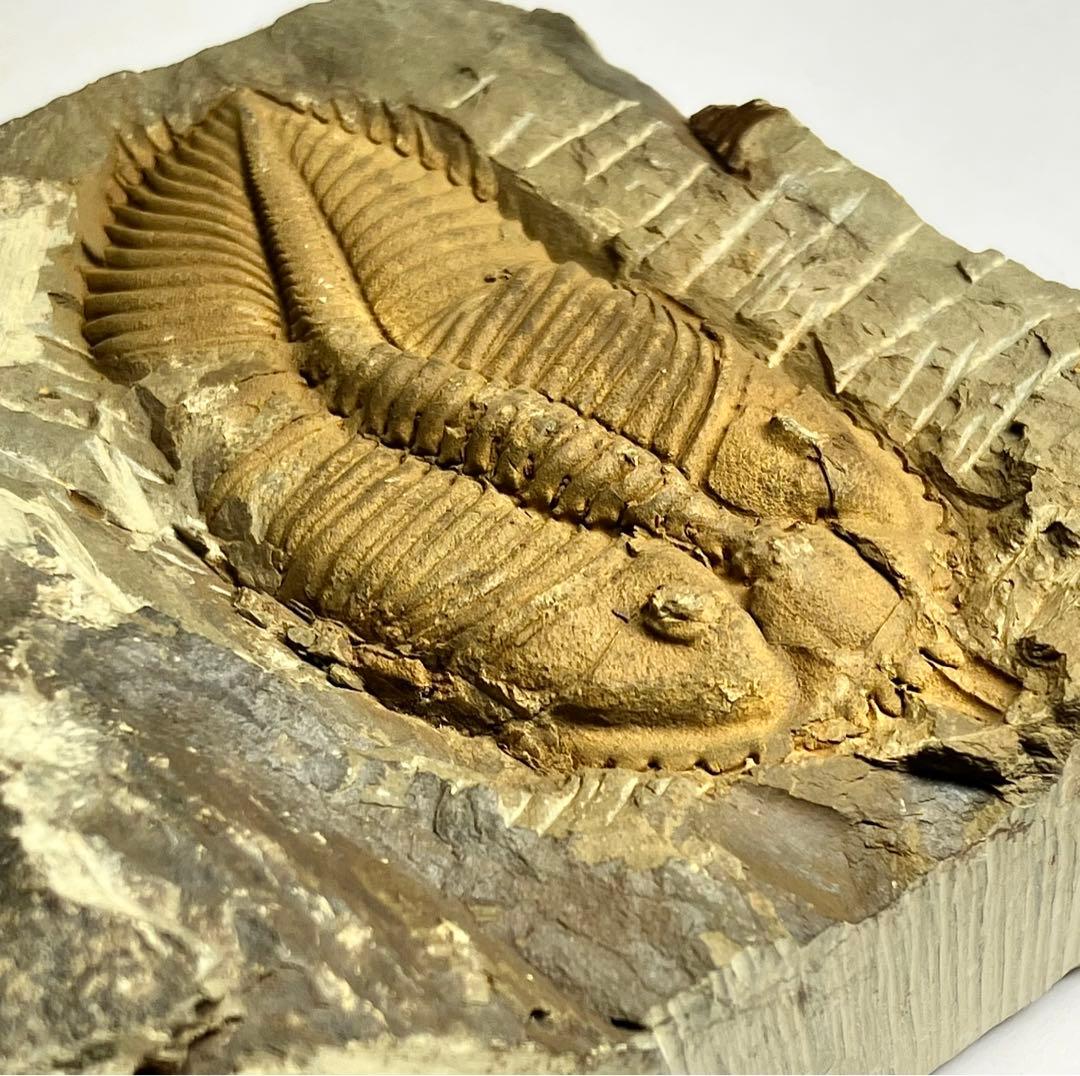 三葉虫　化石　Coronocephalus