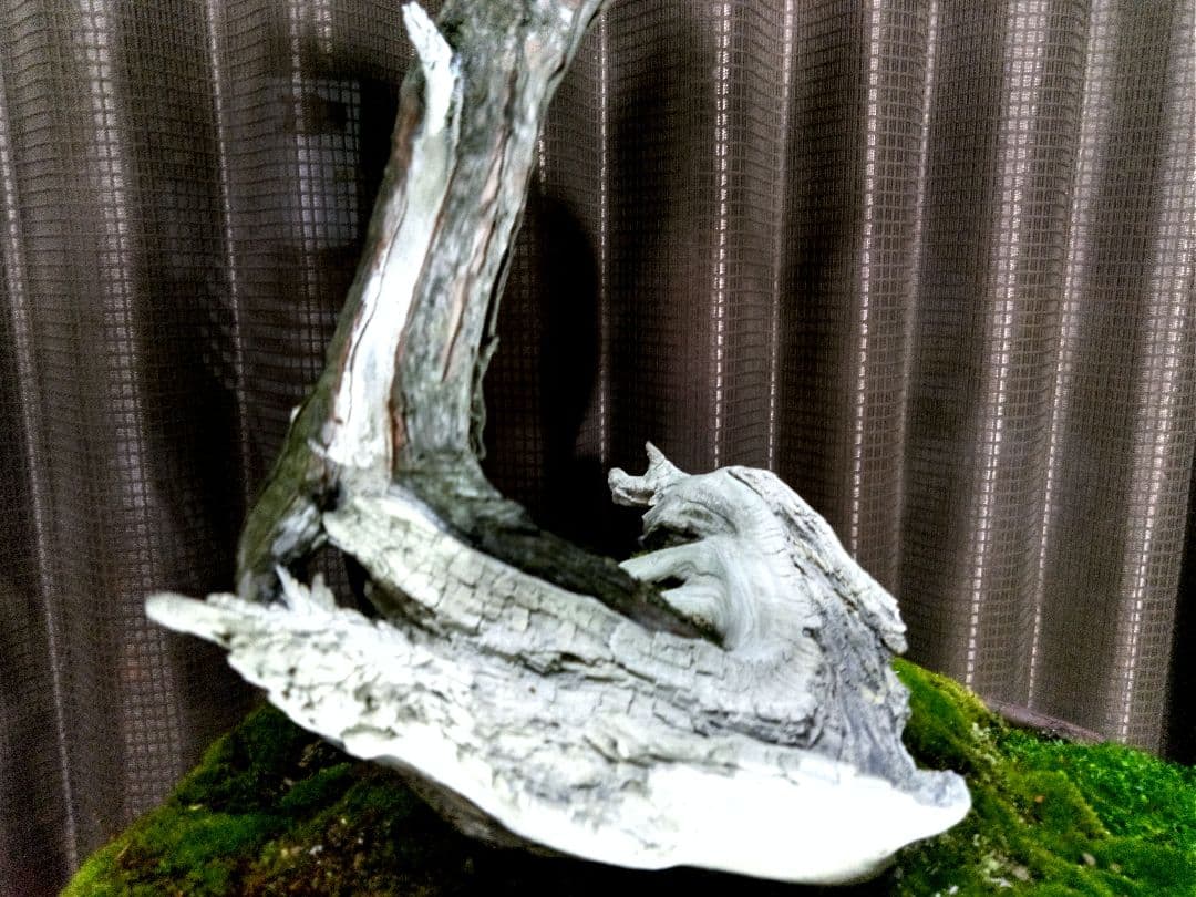 【大品　山採り 一位盆栽】　　⭕足元に注目❗　真柏…