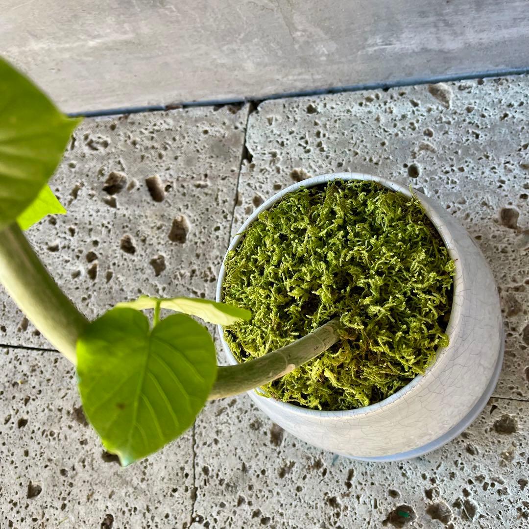 フィカス　ウンベラータ　螺旋　天然苔仕立て　瑞雲-ずいうん- 陶器鉢　植え込み