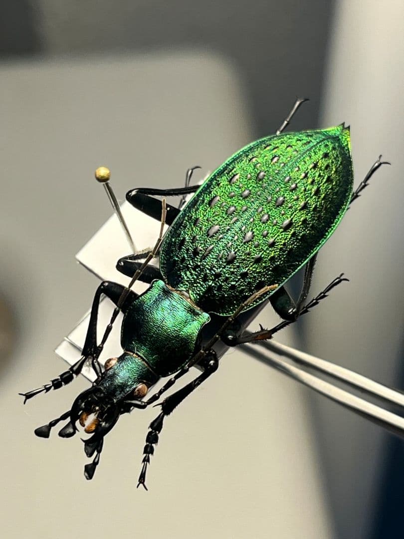 【極美個体】アオカブリモドキ オサムシ標本 オサムシ マイマイカブリ ハンミョウ