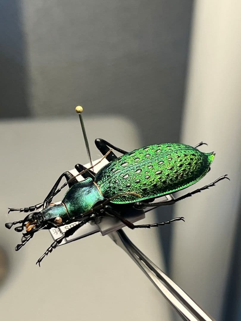 【極美個体】アオカブリモドキ オサムシ標本 オサムシ マイマイカブリ ハンミョウ