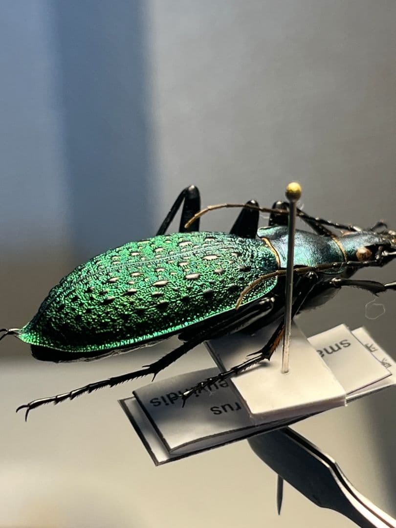 【極美個体】アオカブリモドキ オサムシ標本 オサムシ マイマイカブリ ハンミョウ