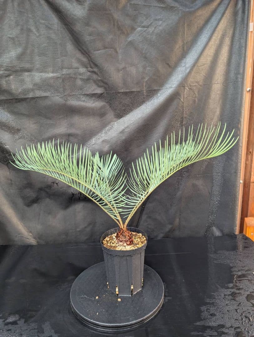 決算創業祭 お買い得 サイカスカイルンシアナ 5センチ株 見事！