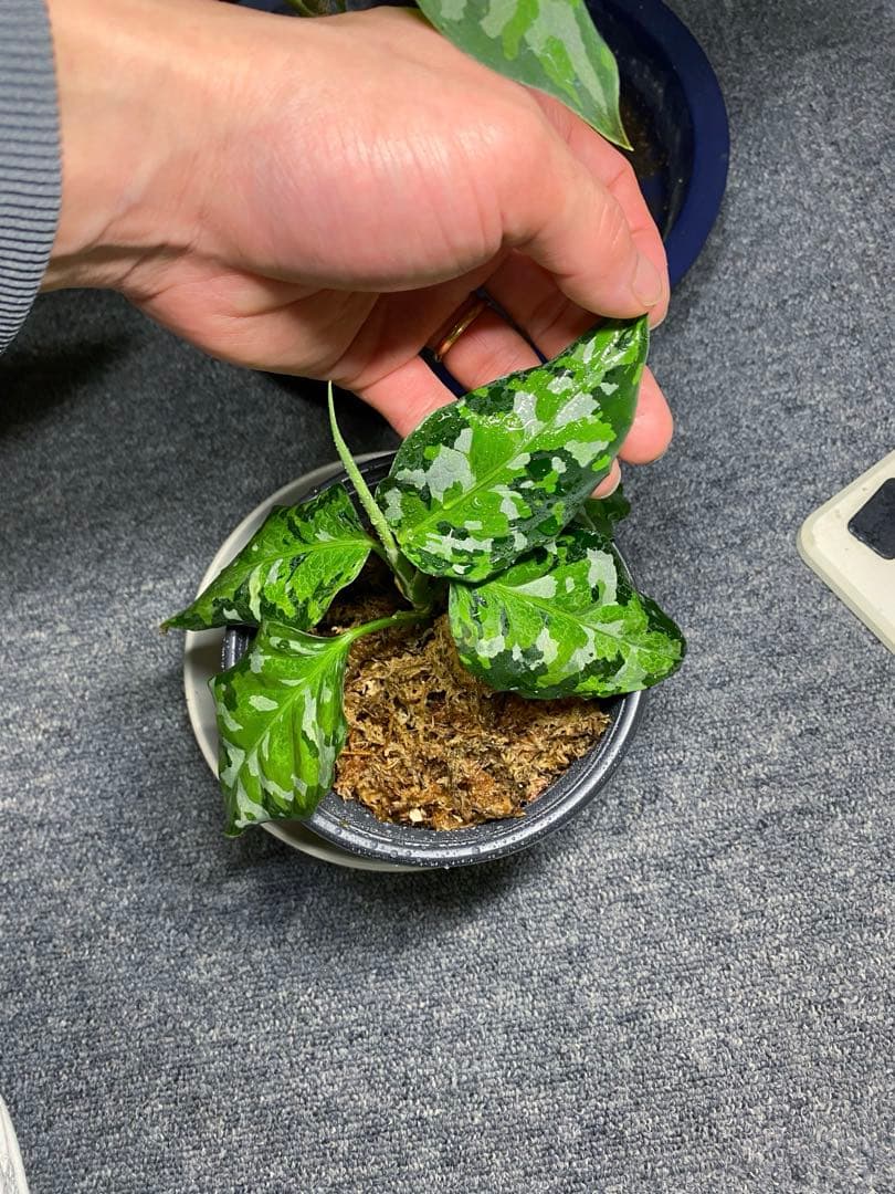 破格　アグラオネマアンダマン　9800円