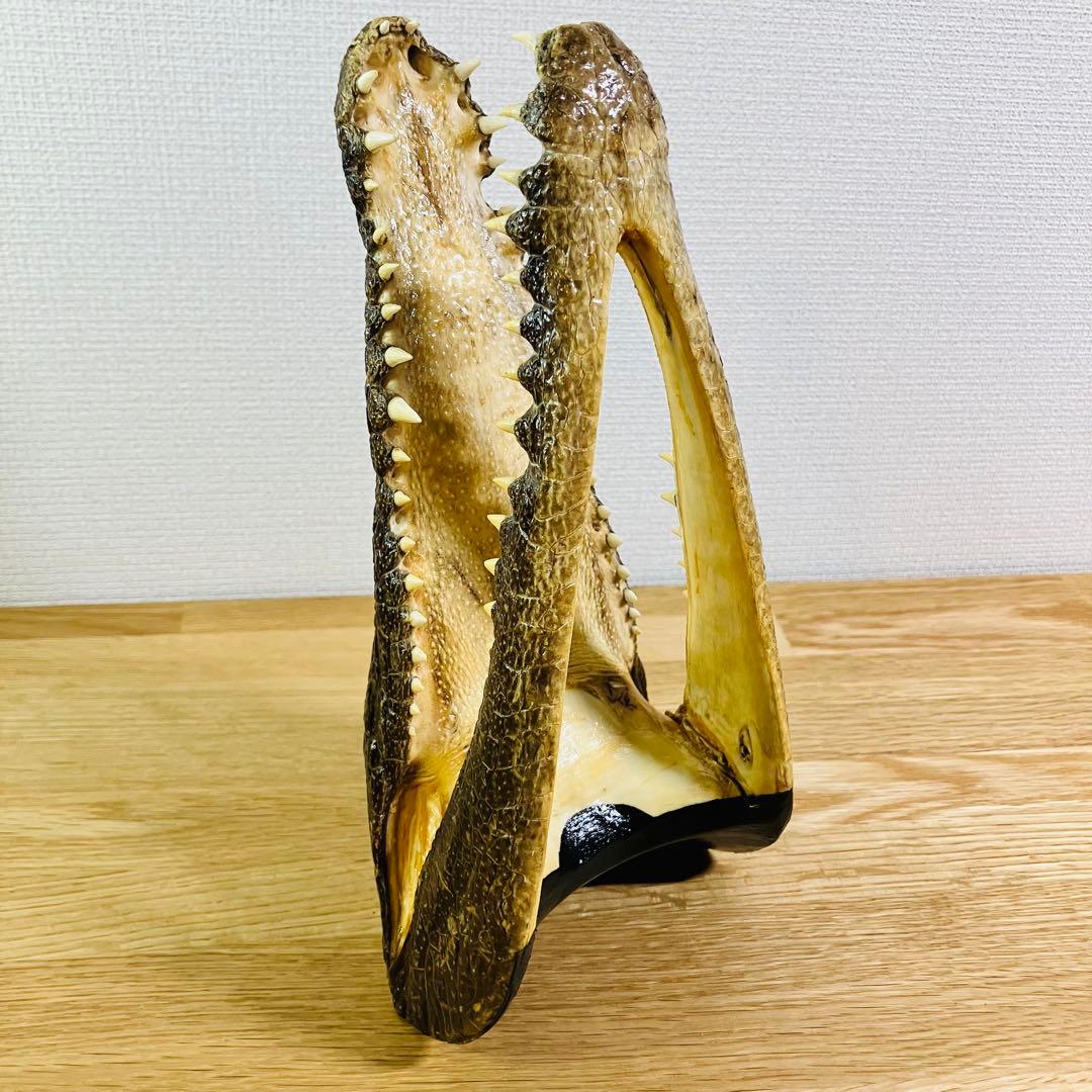 ワニ　頭部の剥製　アメリカンアリゲーター