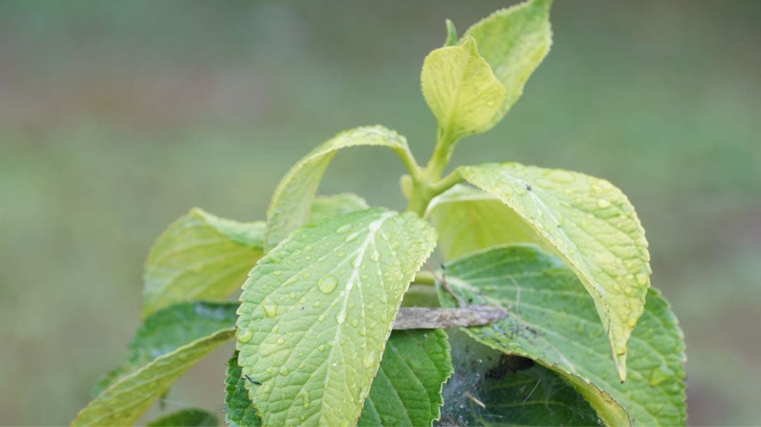 値下げしました！Canon newFD 85mm f/1.2 単焦点レンズ